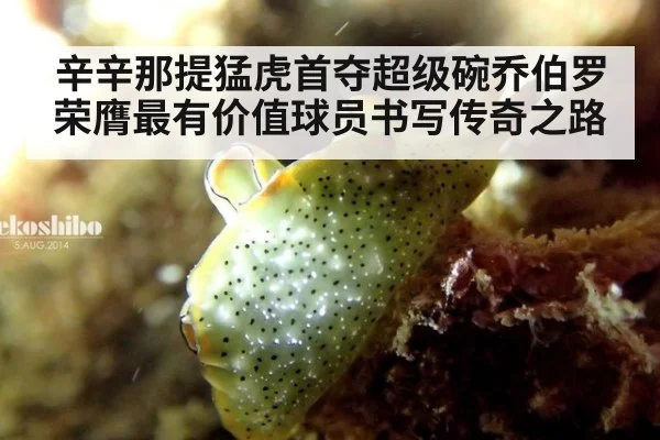 辛辛那提猛虎首夺超级碗乔伯罗荣膺最有价值球员书写传奇之路